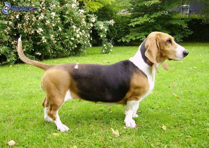 beagle, trädgård