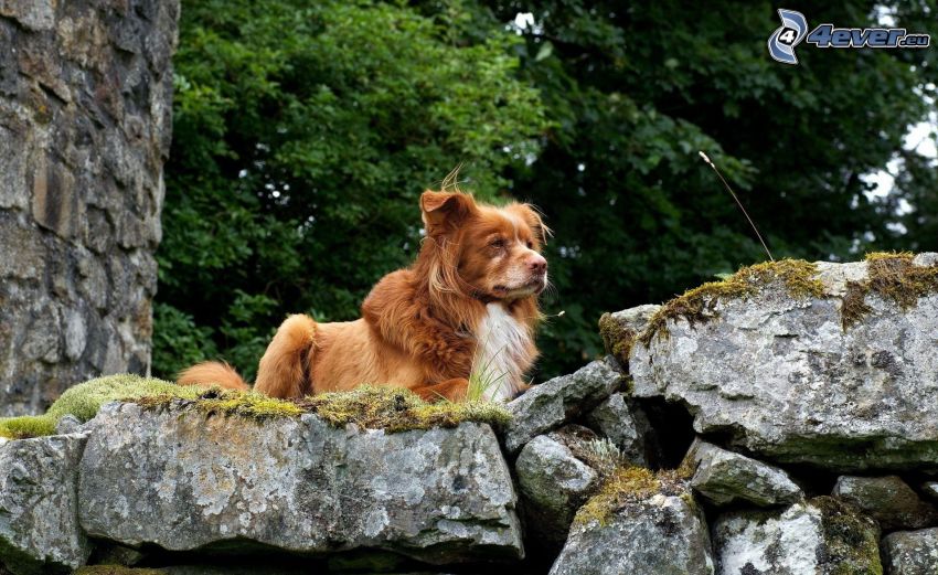 brun hund, klippor