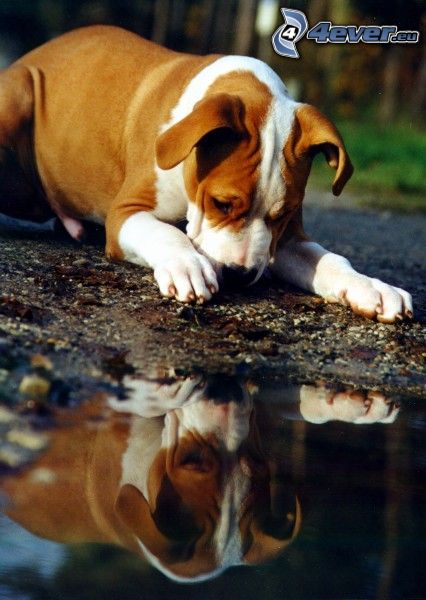 brun hund, vattenpöl
