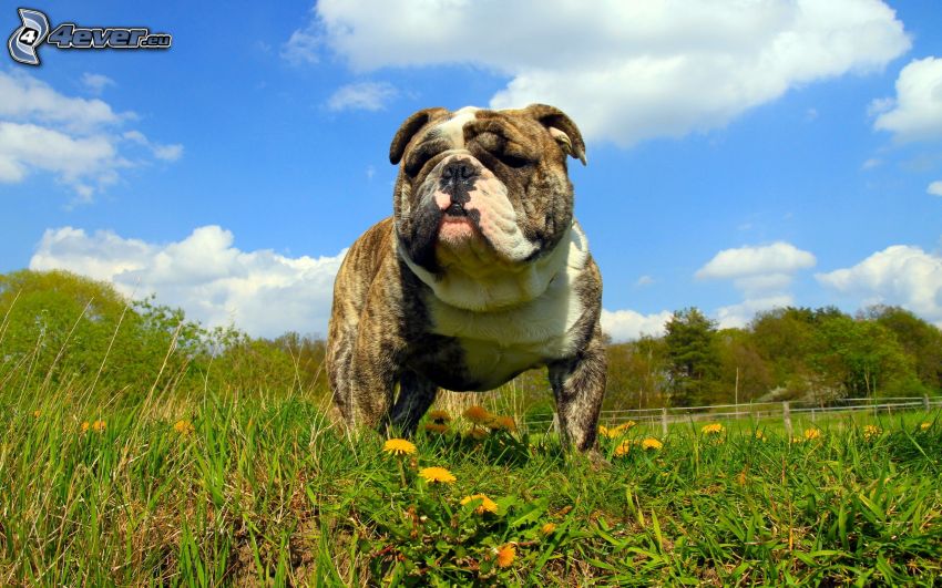 Engelsk bulldogg, maskrosor, grönt gräs