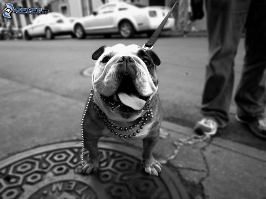 Engelsk bulldogg, räcka ut tungan, svartvitt foto