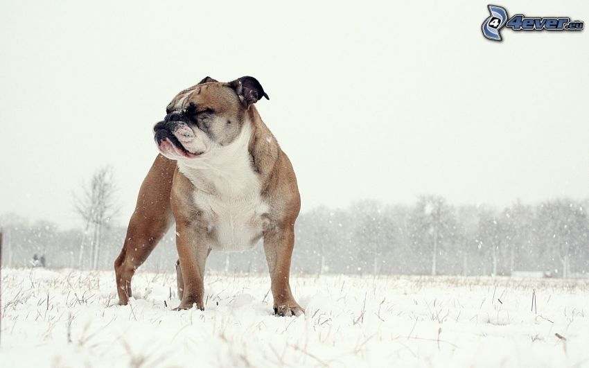 Engelsk bulldogg, snö