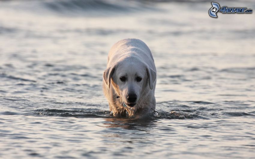 golden retriever, hund i vatten