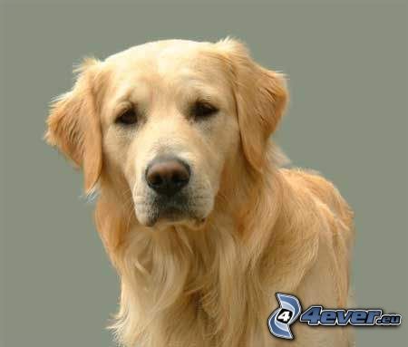 golden retriever