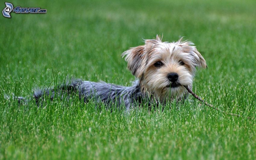 hårig Yorkshire Terrier, pinne, gräs