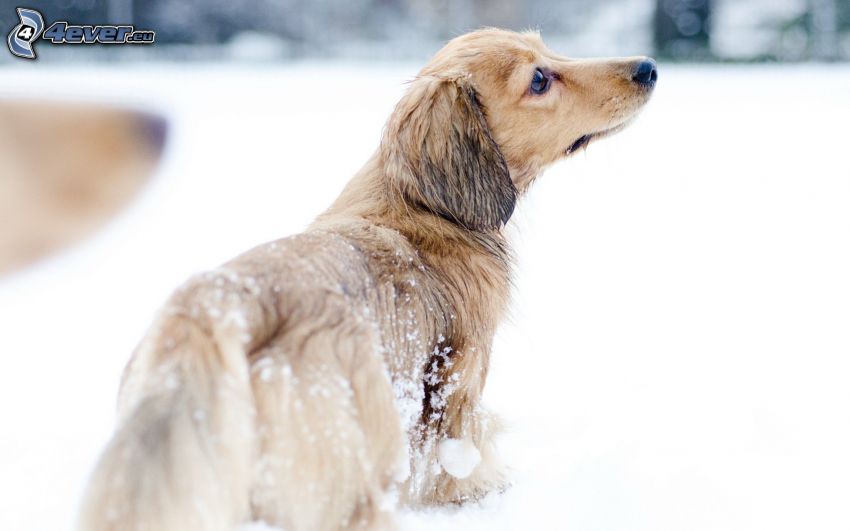 hund, blick, snö