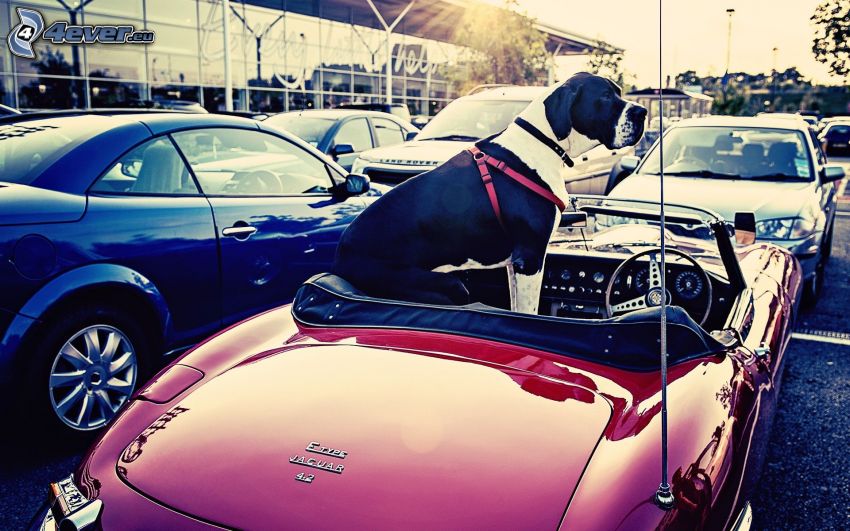 hund, cabriolet, Jaguar