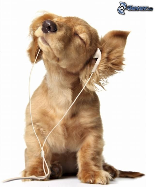 hund, hörlurar, mp3, musik, DJ