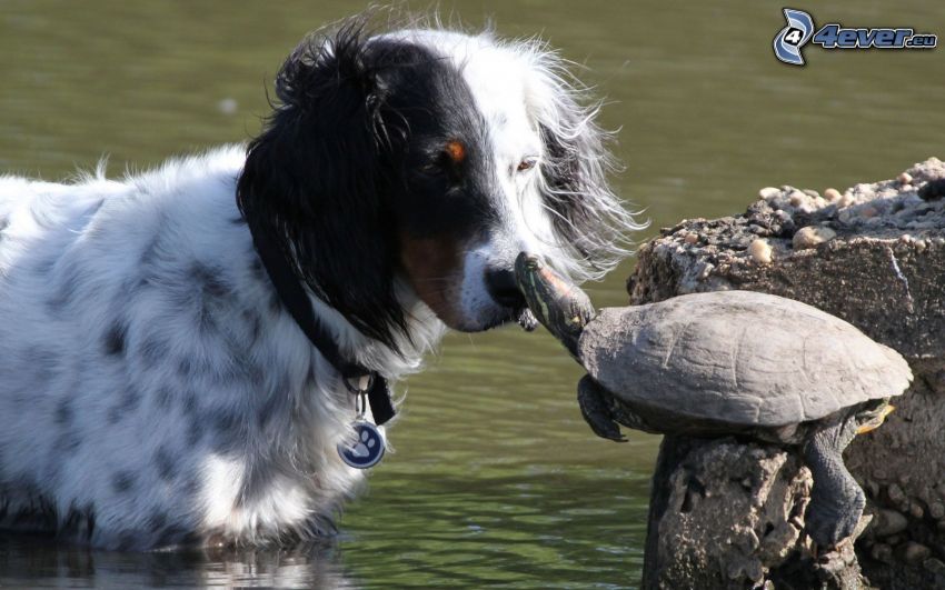 hund, sköldpadda, vatten