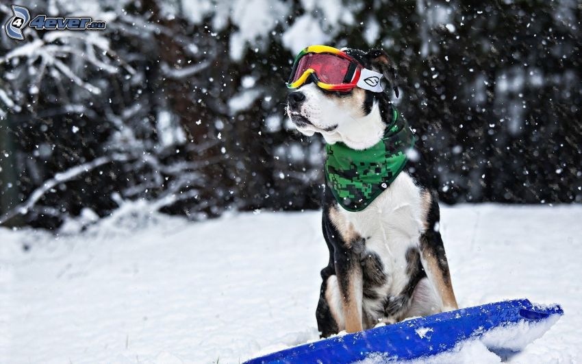 hund i glasögon, snö