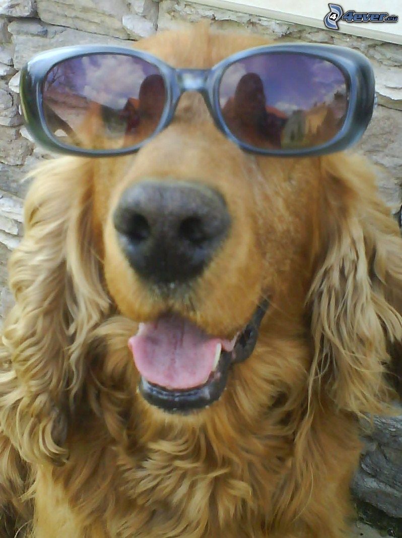 hund i glasögon, solglasögon, cockerspaniel