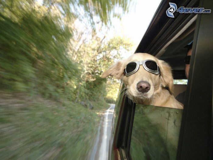 hund i glasögon, solglasögon, fladdrande öron, fart