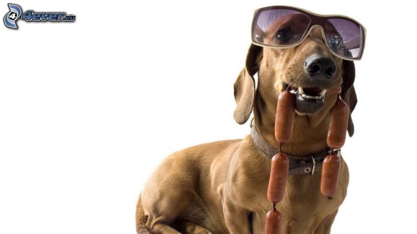 hund i glasögon