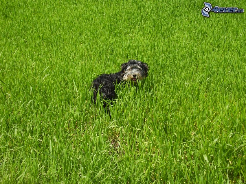 hund i gräs, äng