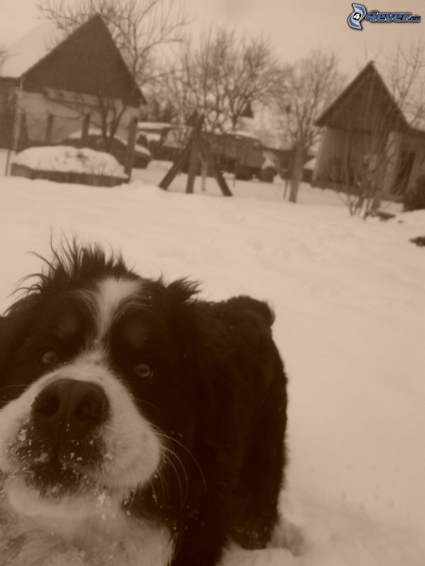 hund i snö, vinter, stuga, sepia