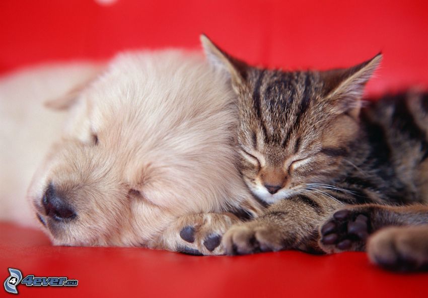 hund och katt, sovande hund, sovande katt, valp, kattunge