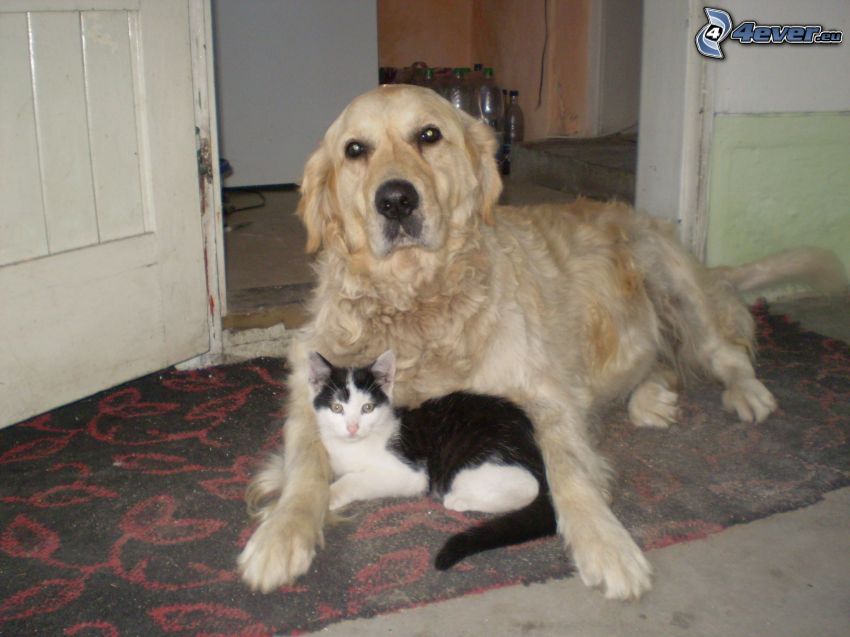 hund och katt