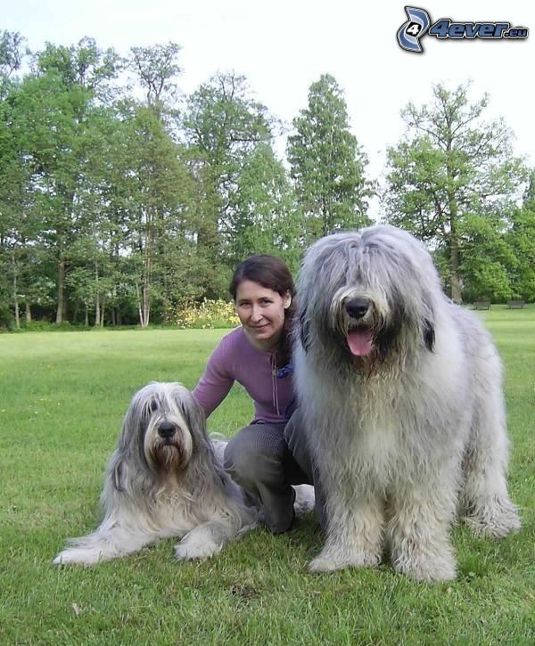 juzjnorusskaja ovtjarka, enorm hund