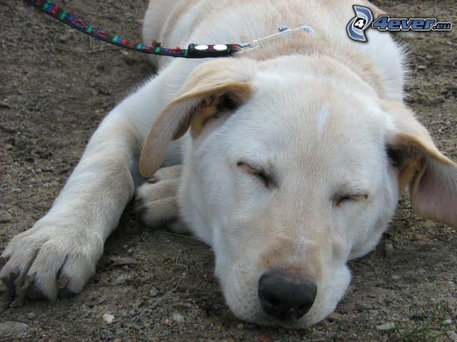 Labrador, sovande hund