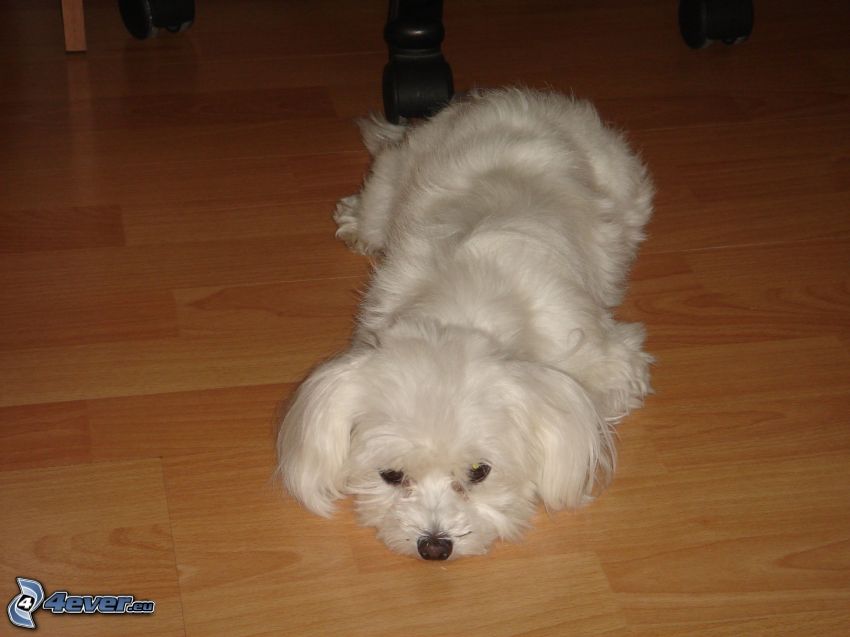 malteser, hund på golvet