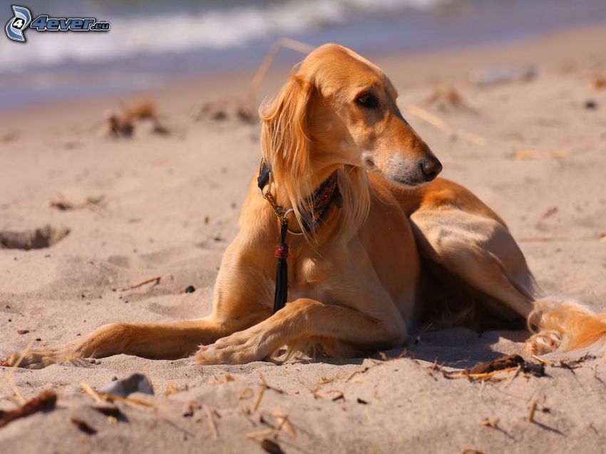 Saluki, hund på strand