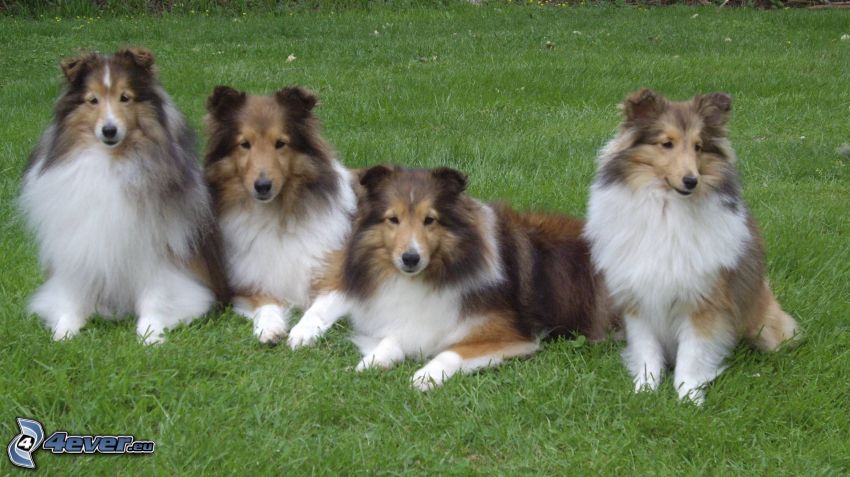 Sheltie, gräs