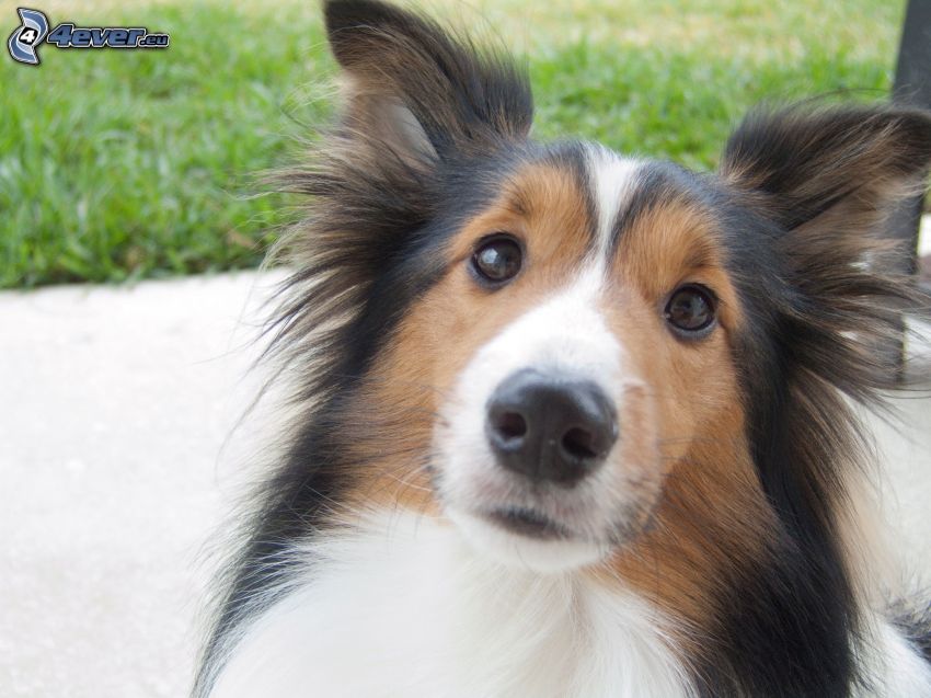 Sheltie