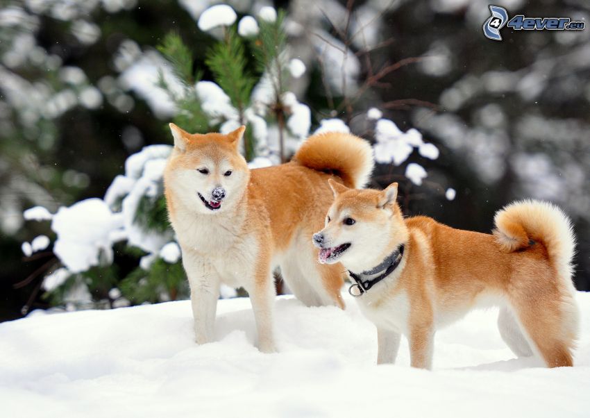 Shiba-inu, snö