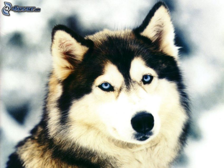 Siberian Husky, blå ögon