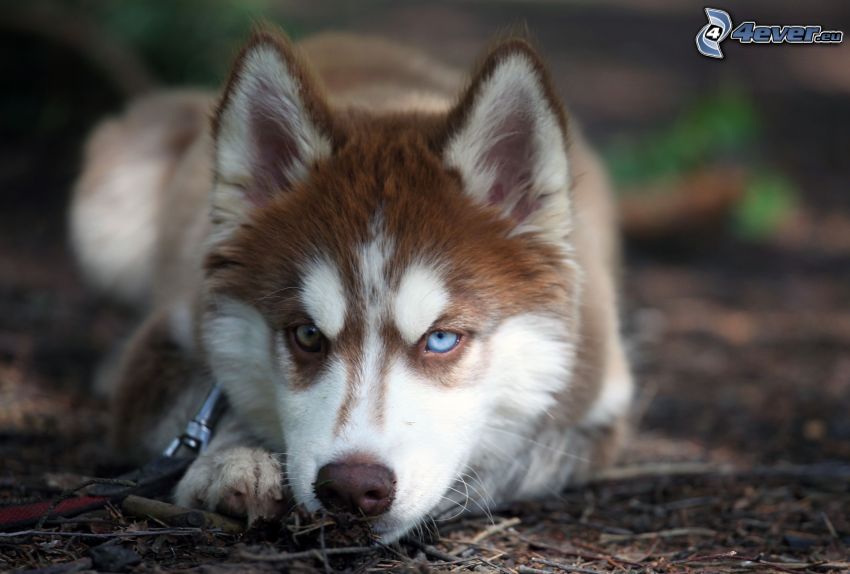 Siberian Husky, färggranna ögon