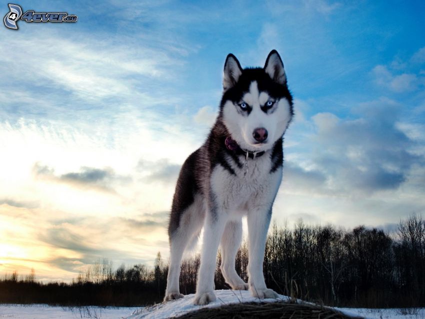 Siberian Husky, himmel