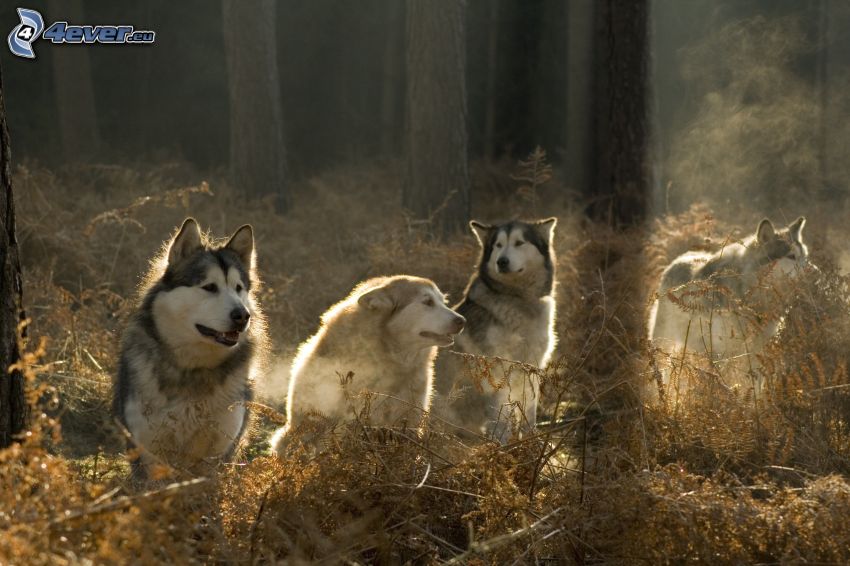Siberian Husky, skog