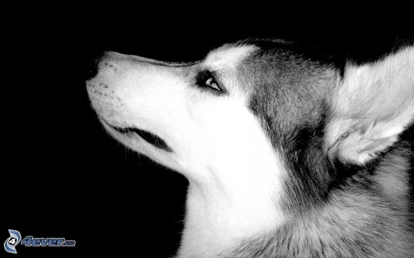 Siberian Husky, svart och vitt