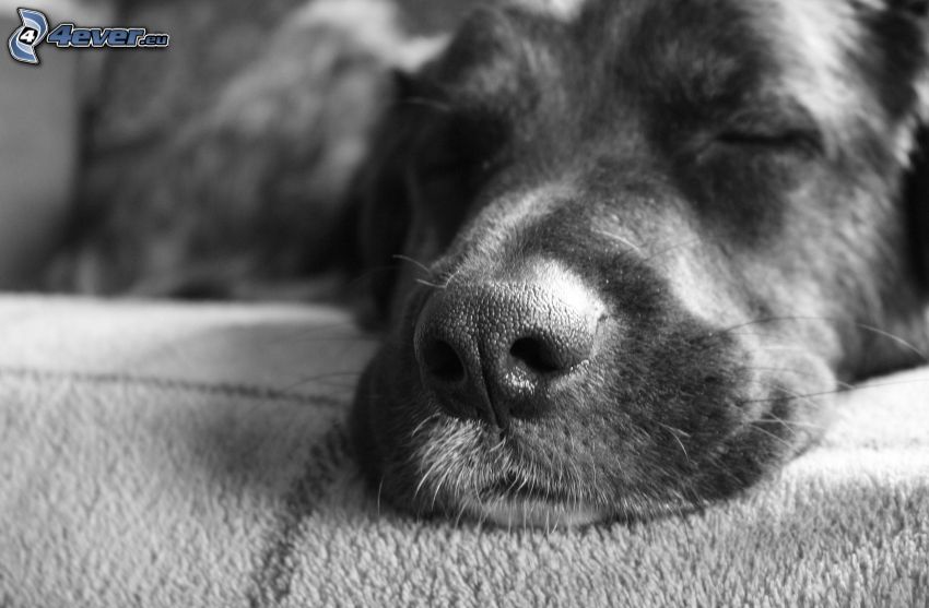 sovande hund, nos, svartvitt foto