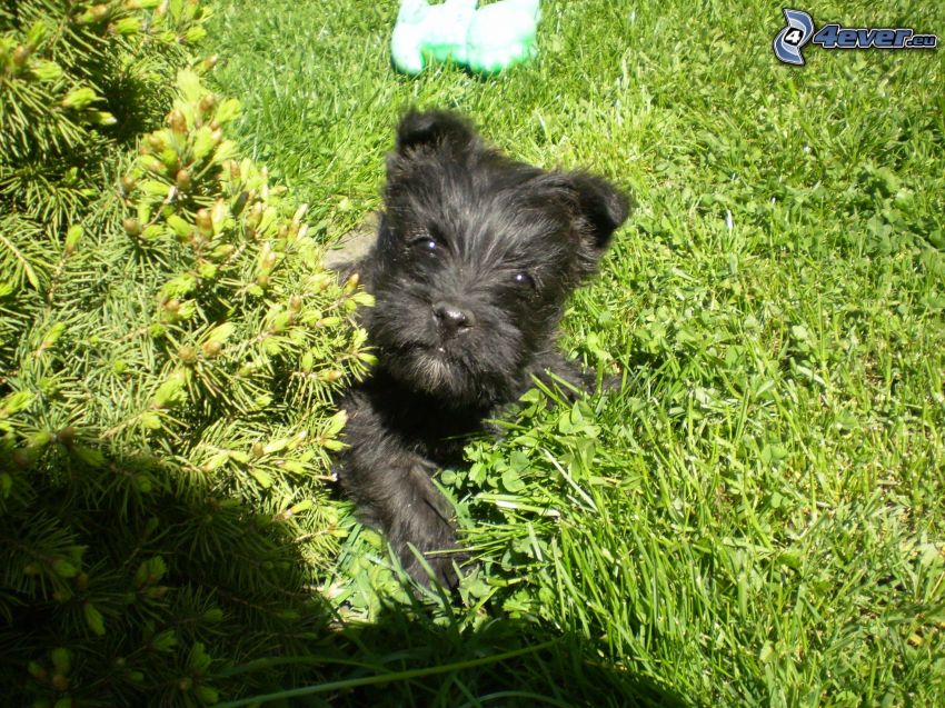 svart hund, hund på gräs