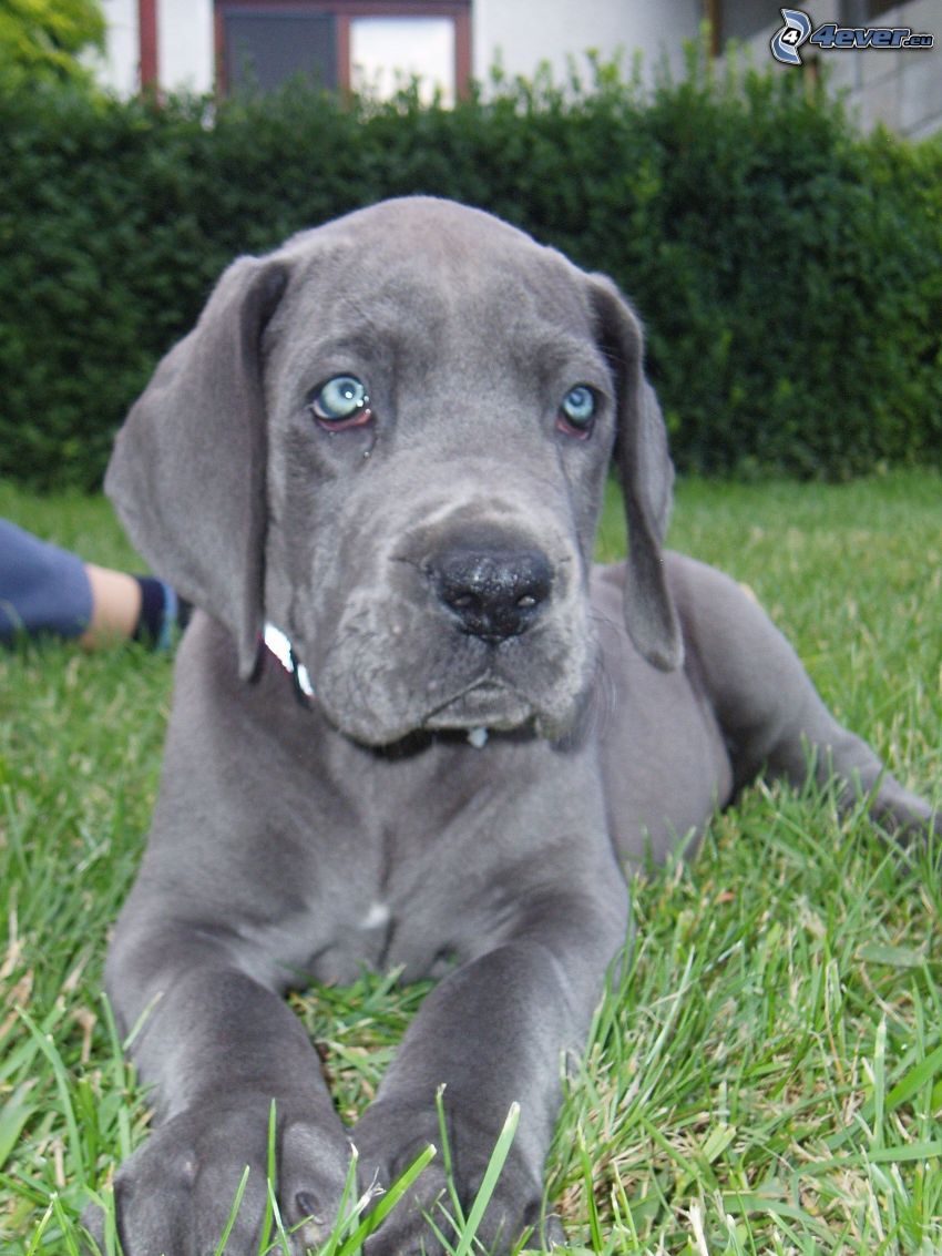 svart valp, blå ögon, hund på gräs