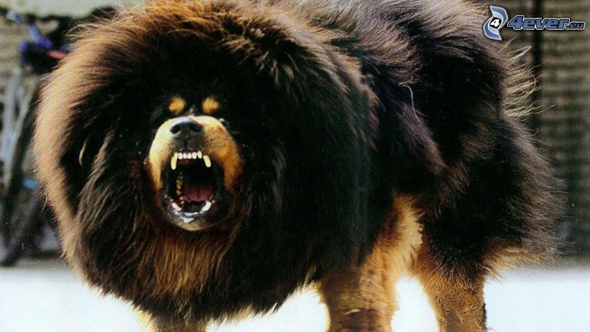 Tibetansk mastiff, ilska