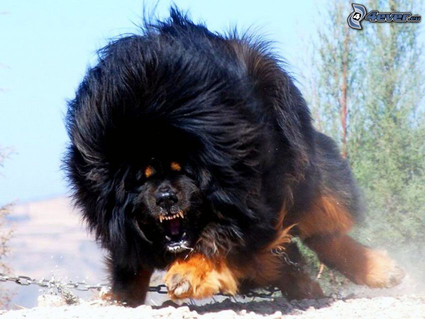 Tibetansk mastiff, ilska