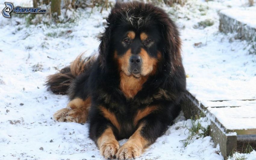 Tibetansk mastiff, snö