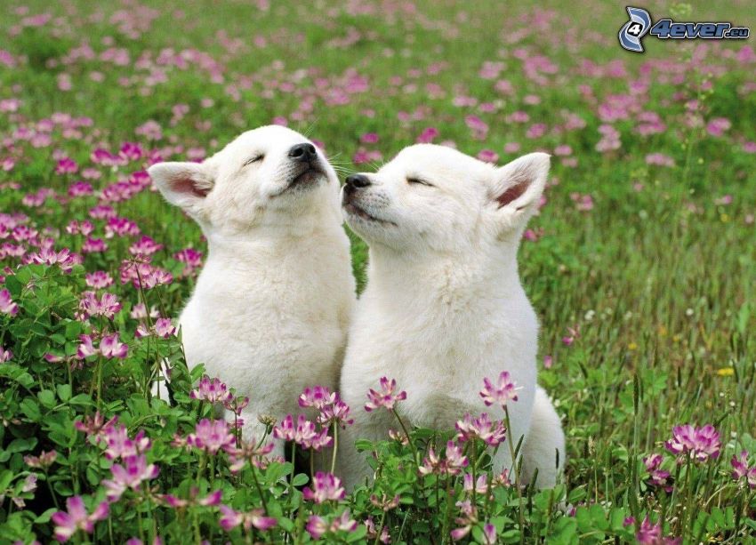 två hundar, valpar, lila blommor