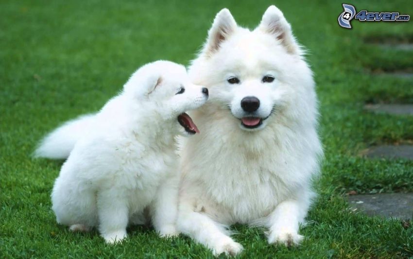två hundar, vit hund, valp, gräs