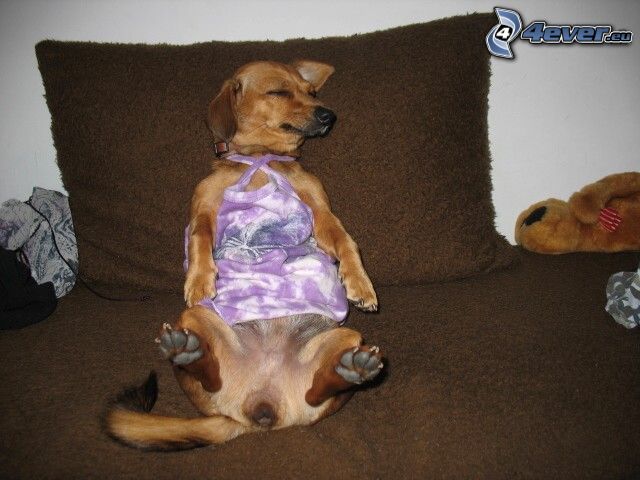 uppklädd hund, sovande hund, hund i soffa