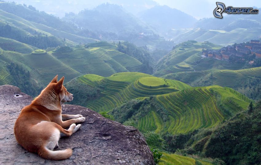 utsikt över landskap, brun hund, utsikt från klippor