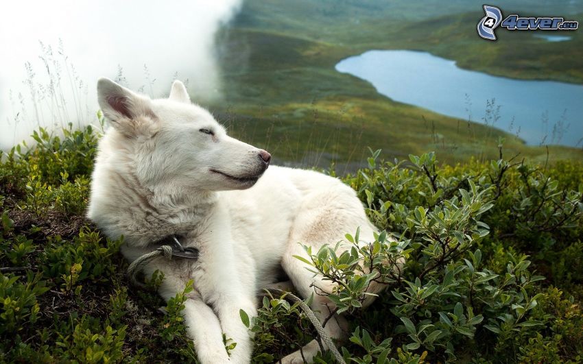 vit hund, buskar, sjö