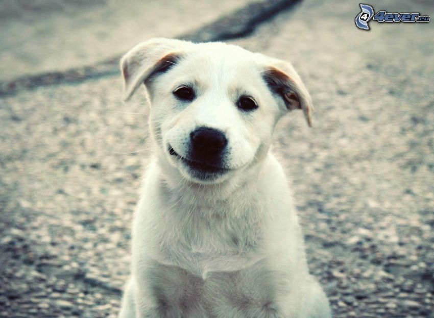 vit hund, leende