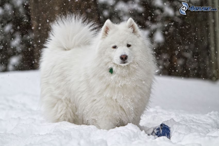 vit hund, snö