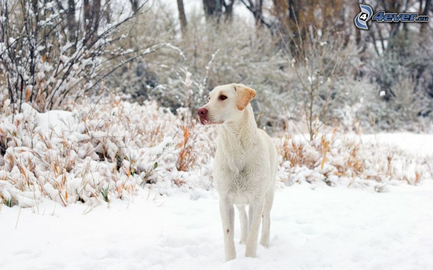 vit hund, snöig skog