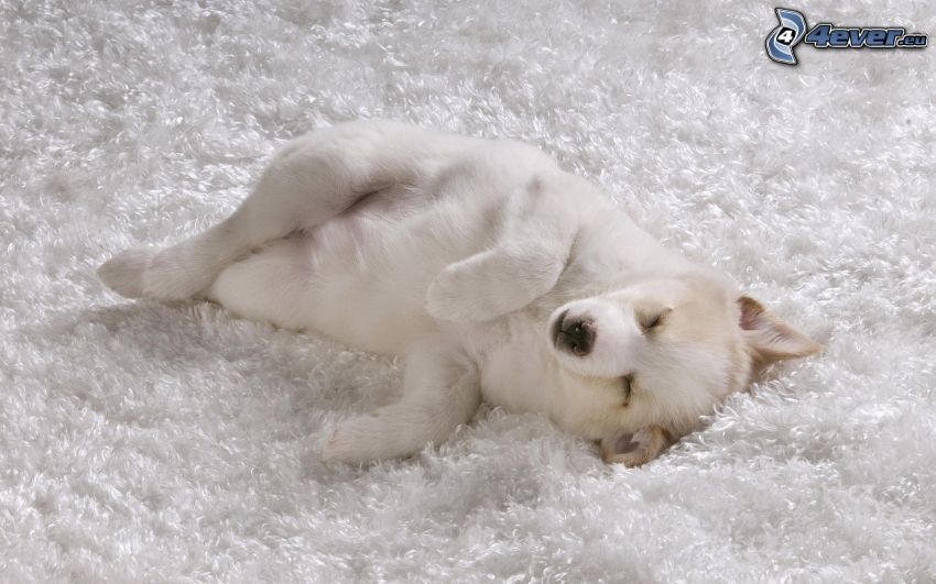 vit hund, sömn