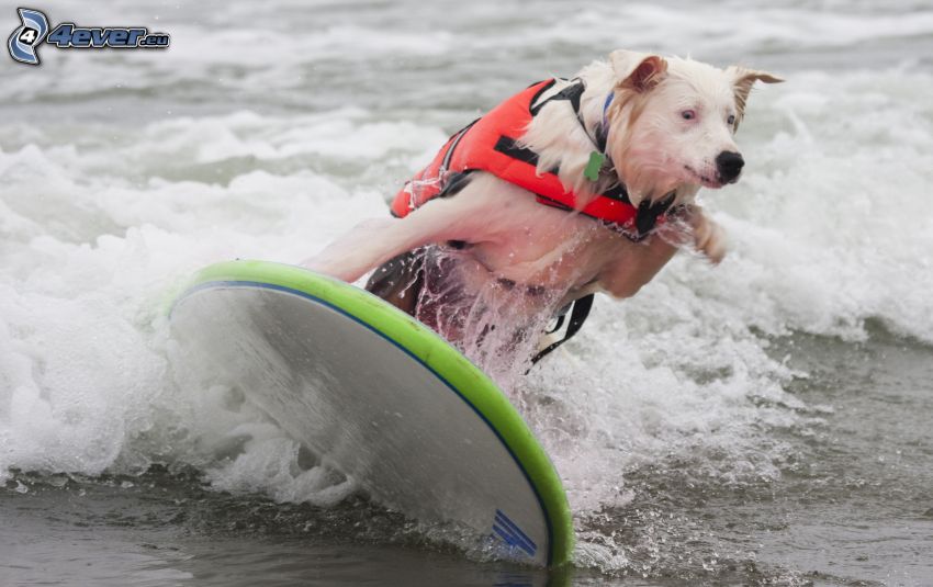 vit hund, surfing