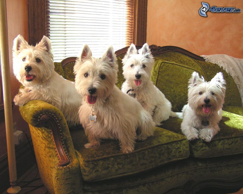 West Highland Terrier, hund i soffa, räcka ut tungan